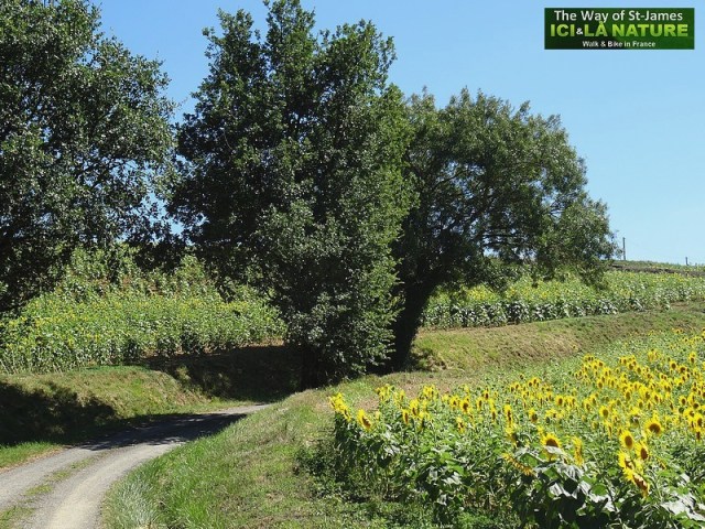 34-photo-way-of-st-james