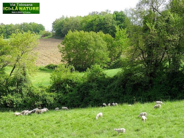 31-way-of-st-james-france