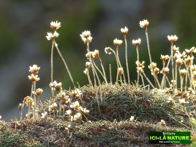 29-pointe-du-raz-bretagne